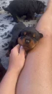 Štěňata rotvajlera s PP - Rottweiler - štěně