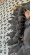 Štěňata rotvajlera s PP - Rottweiler - štěně