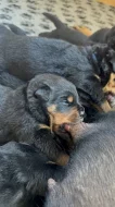 Štěňata rotvajlera s PP - Rottweiler - štěně
