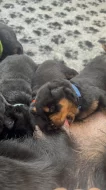 Štěňata rotvajlera s PP - Rottweiler - štěně