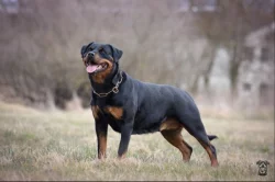 Štěňata rotvajlera s PP - Rottweiler - štěně