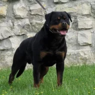 Štěňata rotvajlera s PP - Rottweiler - štěně