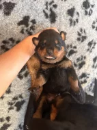 Štěňata rotvajlera s PP - Rottweiler - štěně