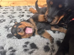 Štěňata rotvajlera s PP - Rottweiler - štěně