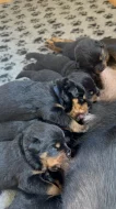 Štěňata rotvajlera s PP - Rottweiler - štěně