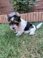 Biewer yorkshire terrier s PP - kluk