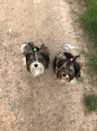Biewer yorkshire terrier s PP - kluk