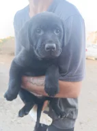 Štěňátka Labradorský retrívr