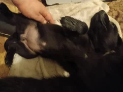 Štěňátka Labradorský retrívr