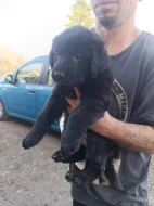 Štěňátka Labradorský retrívr