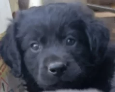Štěňátka Labradorský retrívr