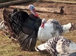 Prodej živých Krůt bronzových - letošní 🦃🌻 🍂