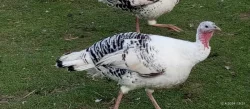 Prodej živých Krůt bronzových - letošní 🦃🌻 🍂