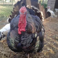 Prodej živých Krůt bronzových - letošní 🦃🌻 🍂