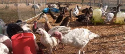 Prodej živých Krůt bronzových - letošní 🦃🌻 🍂