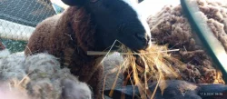 Prodáme letošní jehňata - rodu Šumavka a Zwartbles