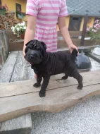 Shar-pei,Šarpej - štěňátka s PP