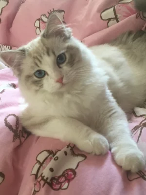 Ragdoll - Krásná mladá čistokrevná kočička s PP