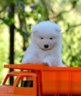 KAIDZU LA TORRE ROJA- samojed s FCI PP