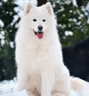 KAIDZU LA TORRE ROJA- samojed s FCI PP