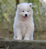 KAIDZU LA TORRE ROJA- samojed s FCI PP