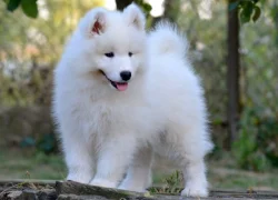 KAIDZU LA TORRE ROJA- samojed s FCI PP