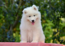 KAIDZU LA TORRE ROJA- samojed s FCI PP