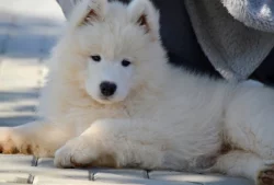 KAIDZU LA TORRE ROJA- samojed s FCI PP