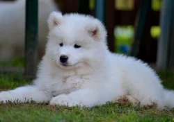 KAIDZU LA TORRE ROJA- samojed s FCI PP