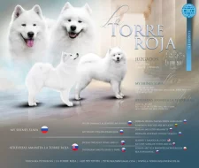 KAIDZU LA TORRE ROJA- samojed s FCI PP