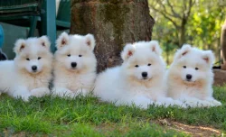 KAIDZU LA TORRE ROJA- samojed s FCI PP