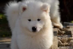 KAIDZU LA TORRE ROJA- samojed s FCI PP