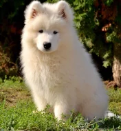 KAIDZU LA TORRE ROJA- samojed s FCI PP