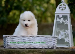 KAIDZU LA TORRE ROJA- samojed s FCI PP