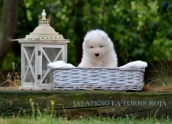 KAIDZU LA TORRE ROJA- samojed s FCI PP