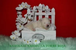 KAIDZU LA TORRE ROJA- samojed s FCI PP