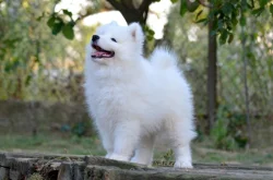 KAIDZU LA TORRE ROJA- samojed s FCI PP