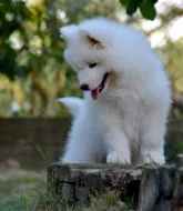 KAIDZU LA TORRE ROJA- samojed s FCI PP