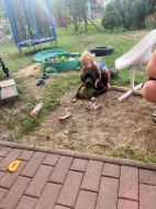 Prodám čistého stafordšírský teriér ( amstaf)