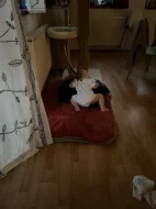 Prodám čistého stafordšírský teriér ( amstaf)