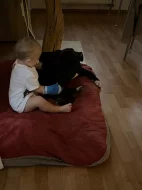Prodám čistého stafordšírský teriér ( amstaf)