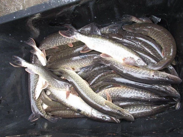 Násada štiky výlov 25.10