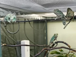 Chameleon Pardálí (Furcifer Pardalis) Nosy Be F2 - Mláďata, která znají slunce...
