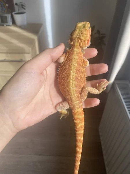 Agama vousata s terariem