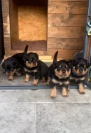 Štěňata rotvajler - Rottweiler štěně