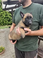 Belgický ovčák malinois s pp.
