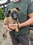 Belgický ovčák malinois s pp.