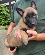 Belgický ovčák malinois s pp.