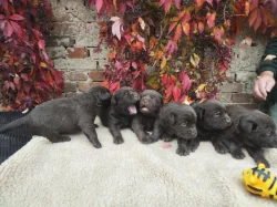 Nabídka štěňat labradorských retrieverů