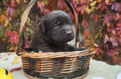 Nabídka štěňat labradorských retrieverů